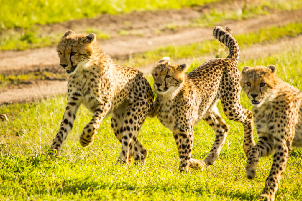 Three cheetah cubs running playfully