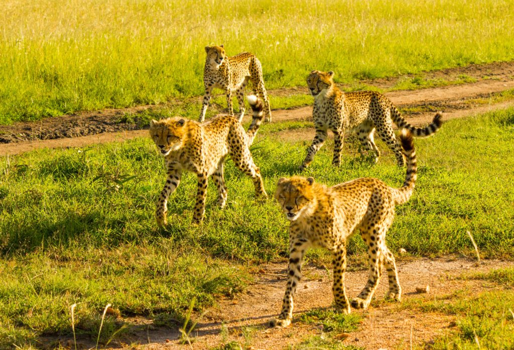 Mother cheetah and three large cubs on the hunt.