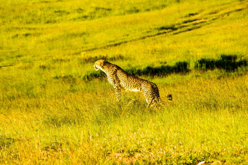 Mother cheetah using mound to try to spot prey
