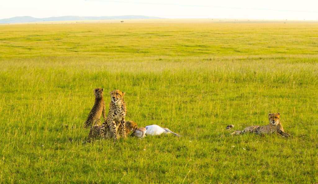 Cheetahs with kill, an impala, their favorite prey