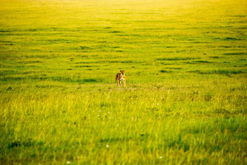 Lioness on the hunt approaching in the distance