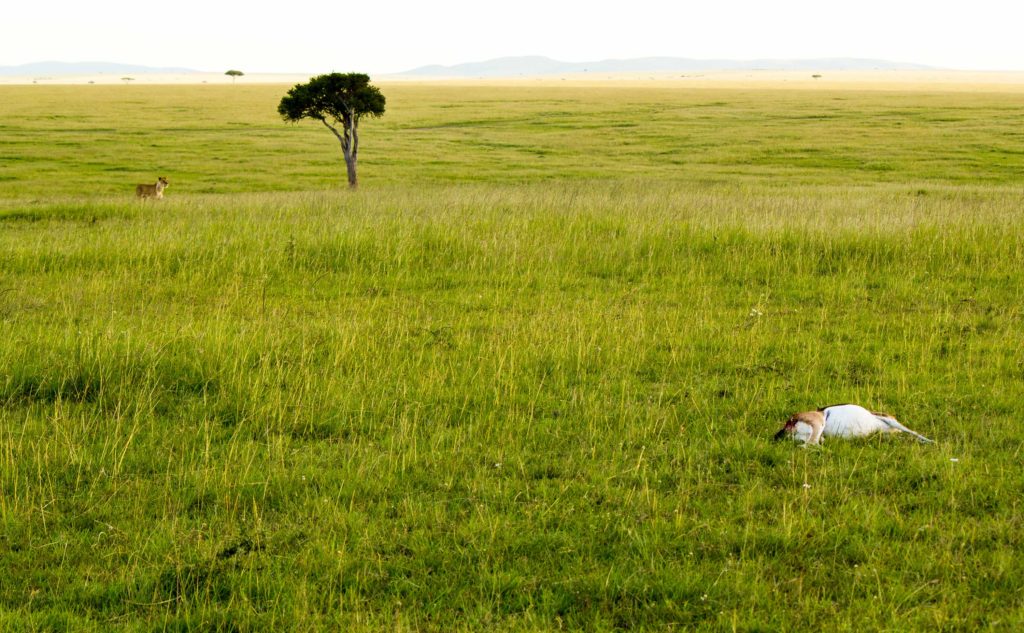 Lion aproaching and cheetahs leave kill behind to flee.