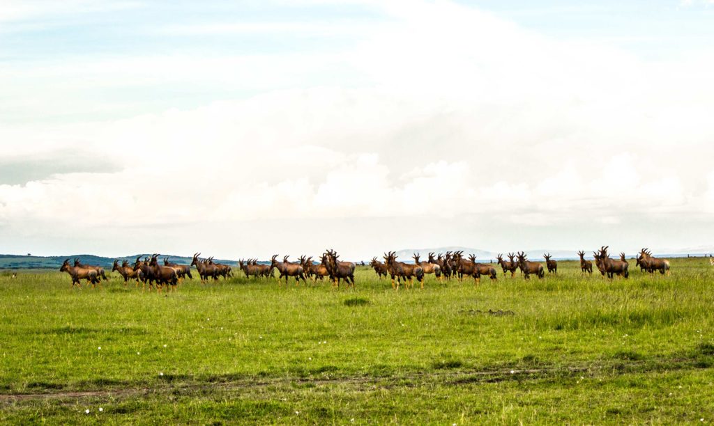 A herd of topi looking alert for lion on the hunt, not eating grass.