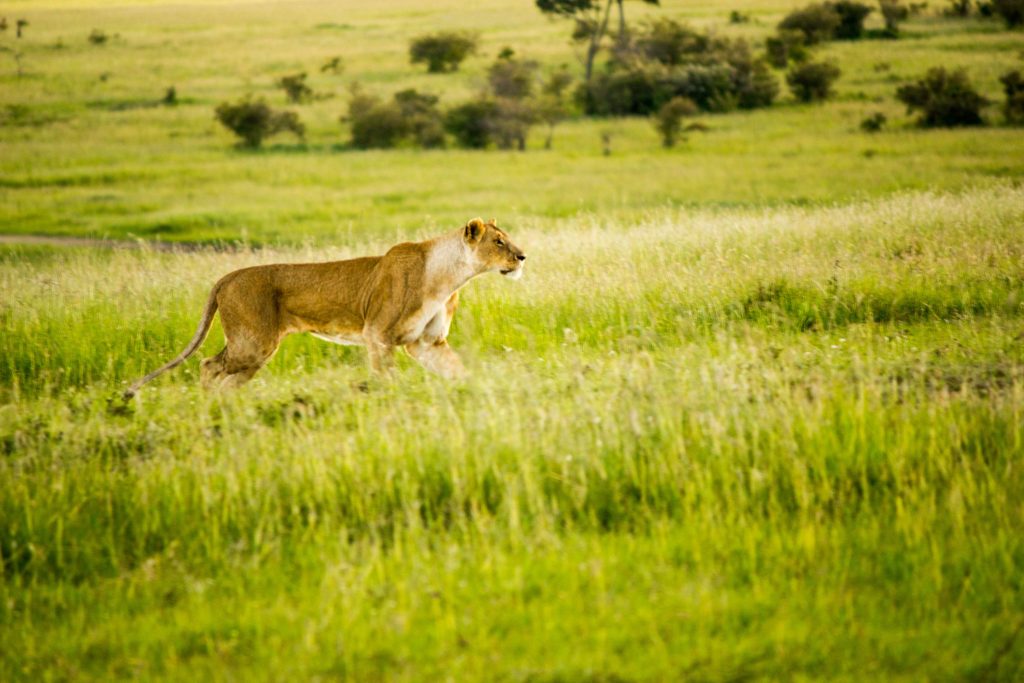 Lioness spotting fleeing cheetahs