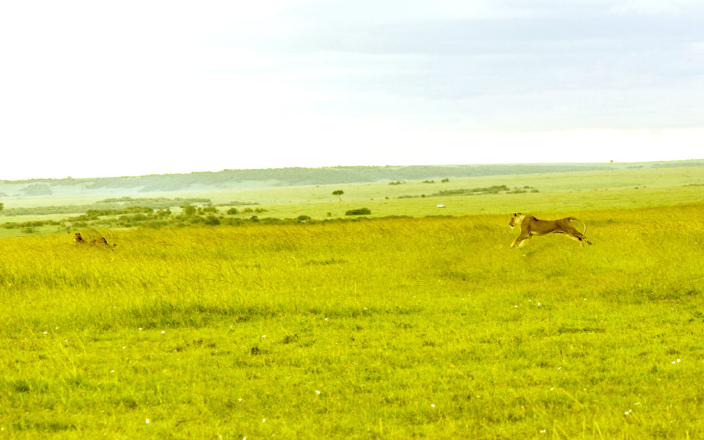 Lioness turning to the side to chase the cheetah mom