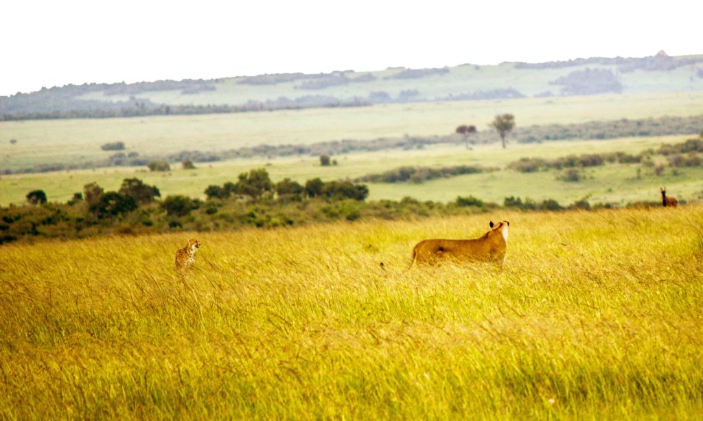 Lioness looking at mother cheetah
