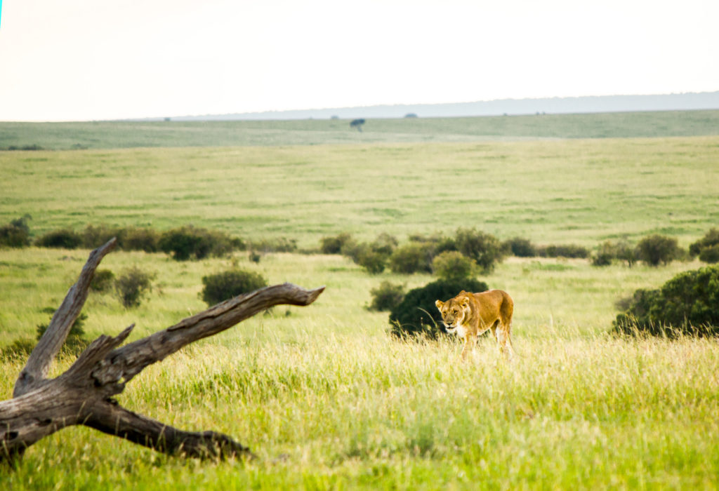 Lioness returning to get prey in Maasi Mara, Kenya
