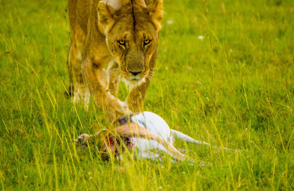 Lioness approaching the cheetah's kill