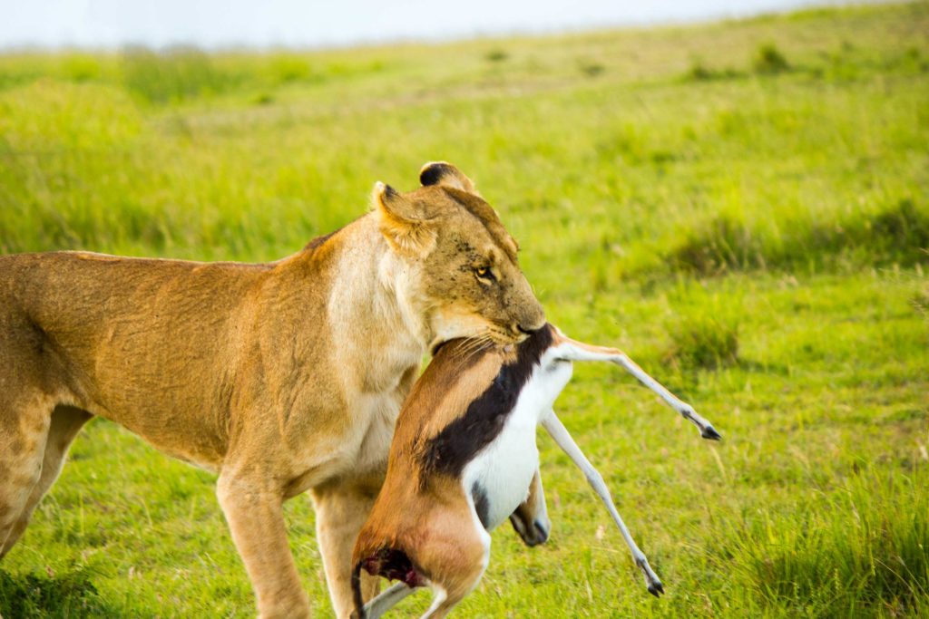 Lioness carrying prey after stealing it from cheetahs
