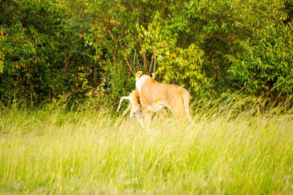 Lioness carrying prey into the bush